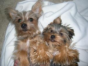 Reggie and Pesha
